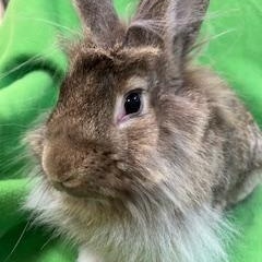 Mercutio, ADOPTABLE, Young Male Lionhead.
