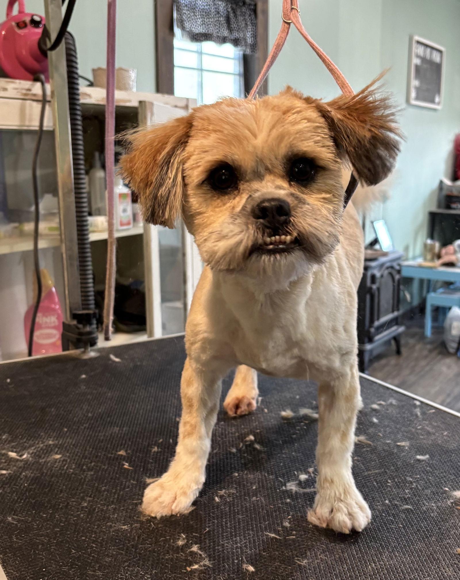Scruffy, Adopted, Adult Male Shih Tzu.