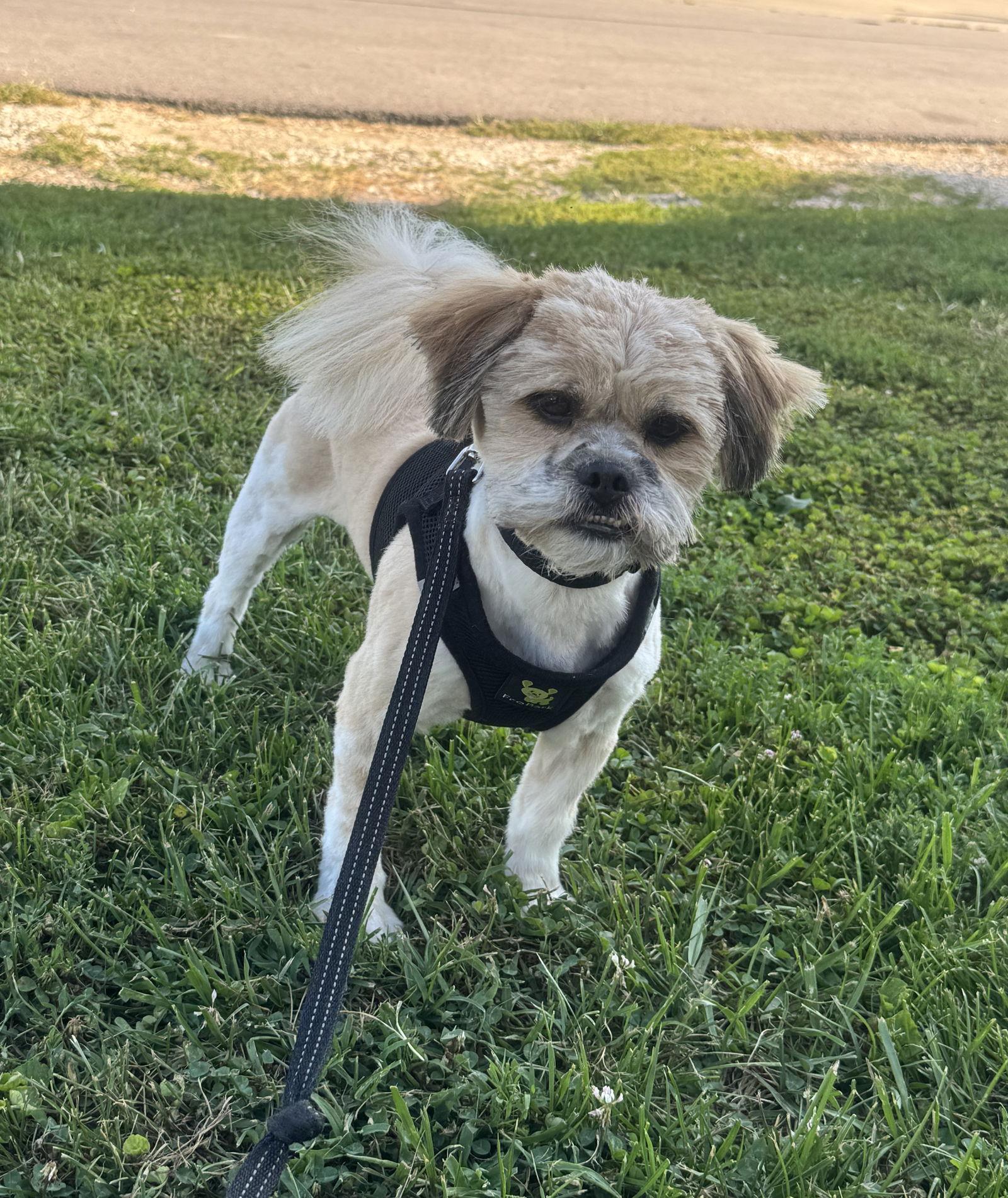 Enlarge Scruffy, a Adopted Shih Tzu in Anabel, MO image 2/2