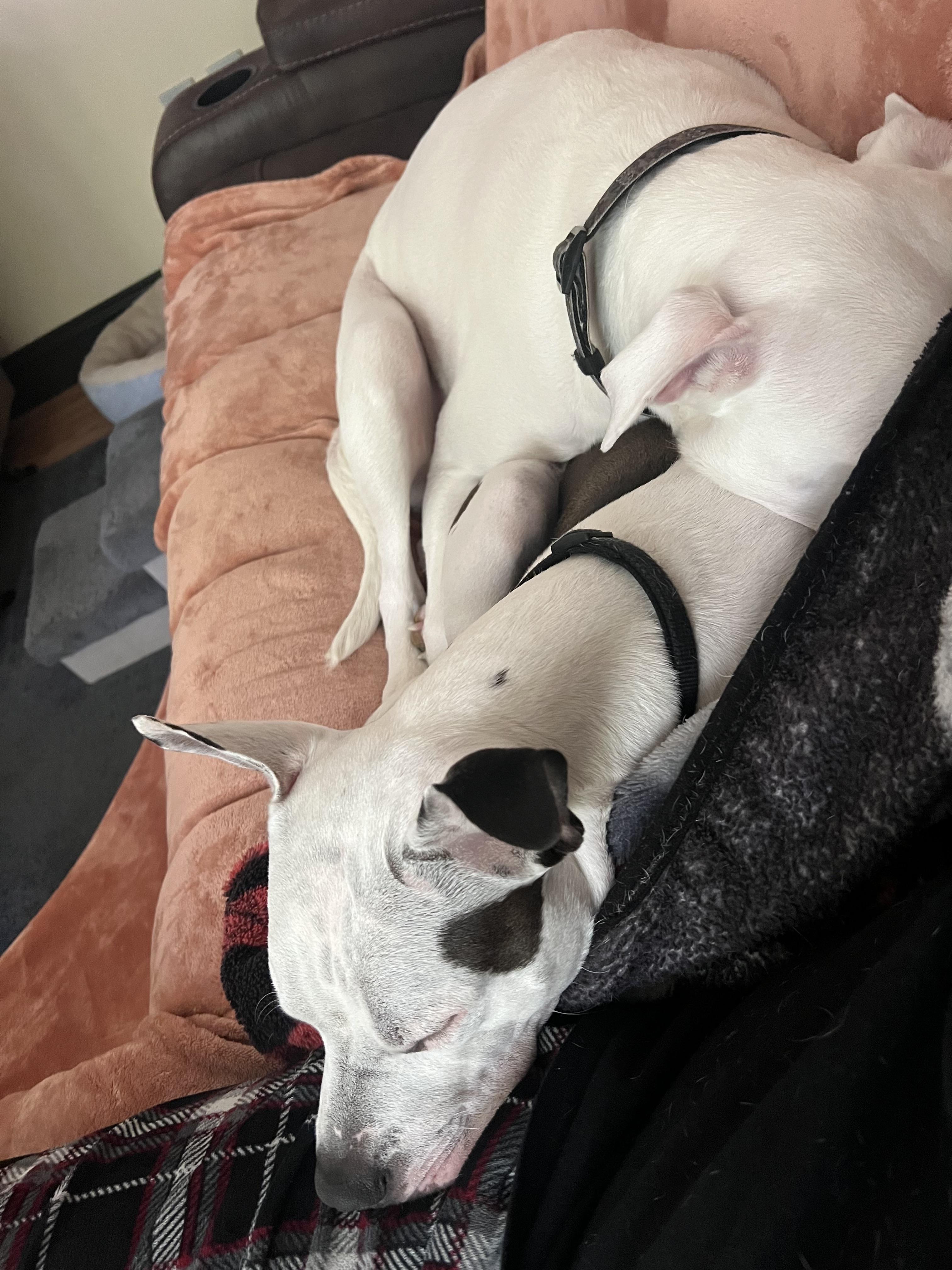 Enlarge Titan, a ADOPTABLE American Staffordshire Terrier in Voorhees, NJ image 4/4