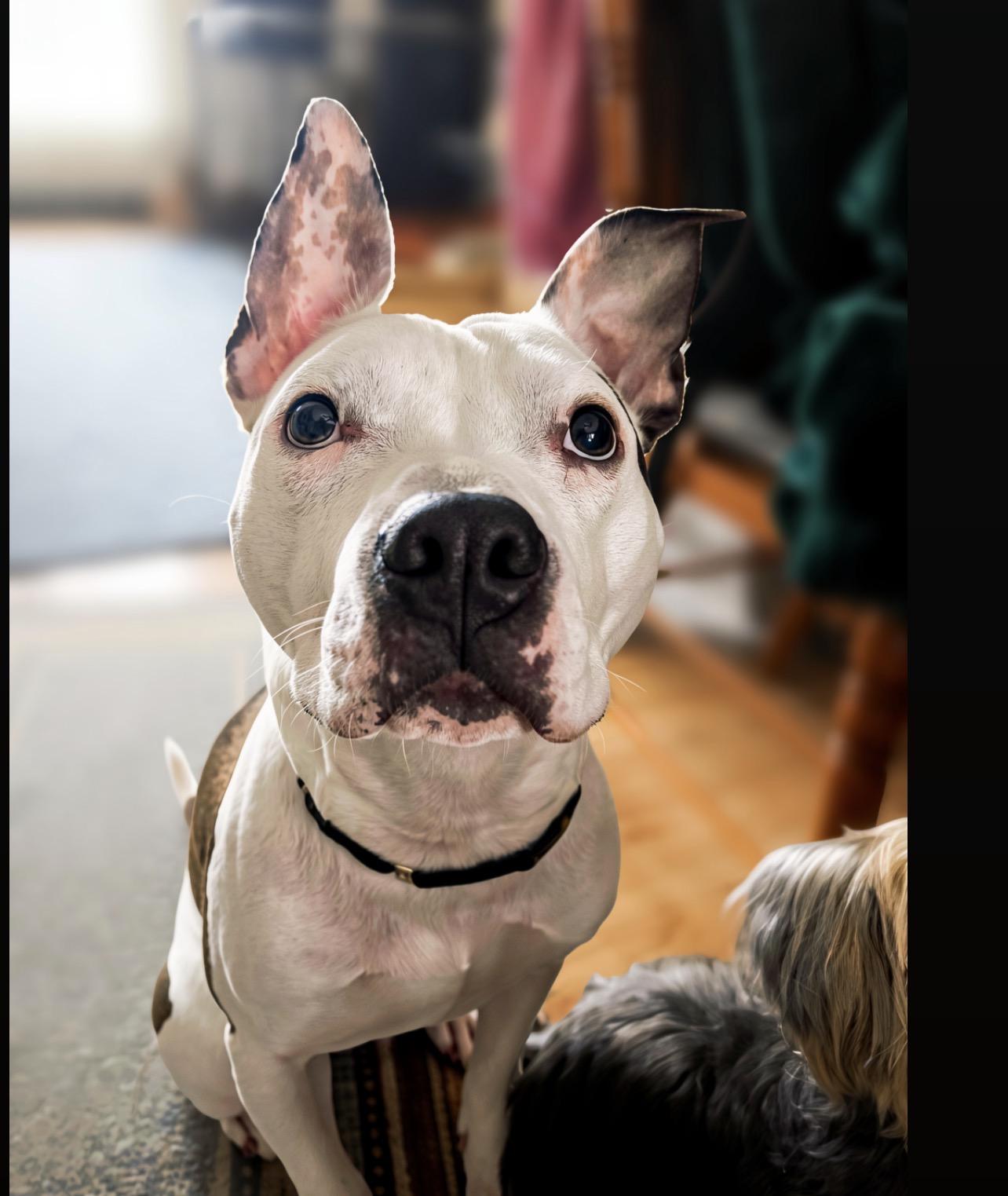 Enlarge Titan, a ADOPTABLE American Staffordshire Terrier in Voorhees, NJ image 2/4