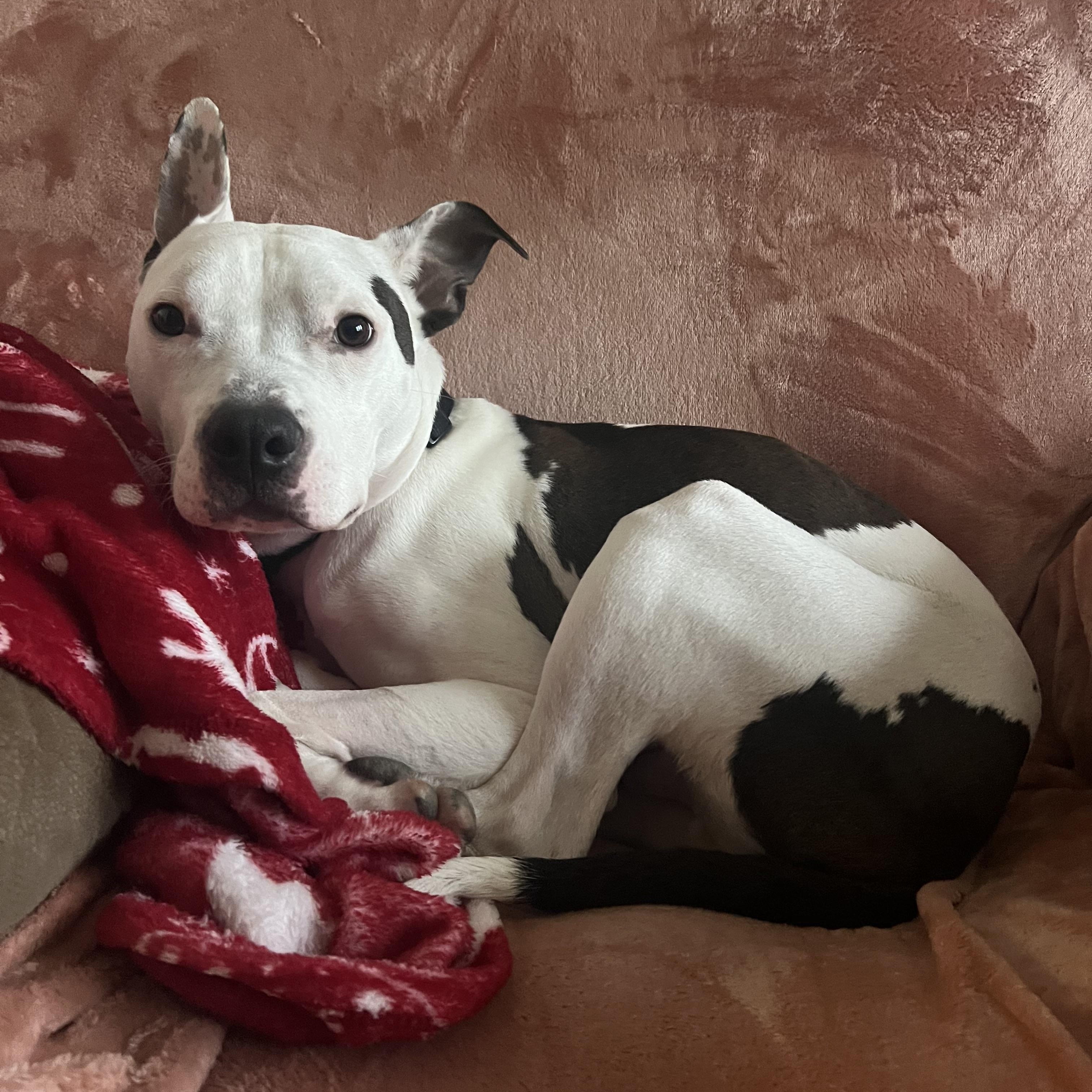 Enlarge Titan, a ADOPTABLE American Staffordshire Terrier in Voorhees, NJ image 1/4