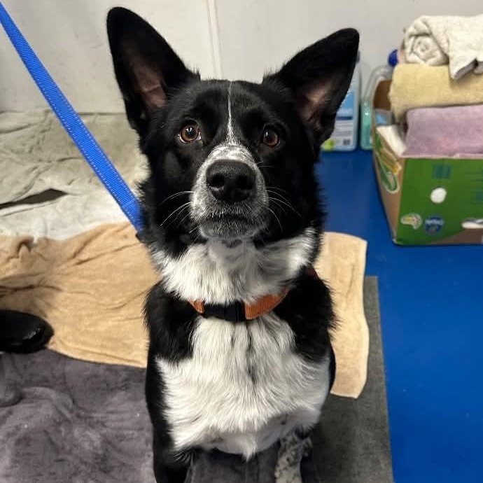 Enlarge Denver, a Adoptable mixed breed in Breinigsville, PA image 1/1