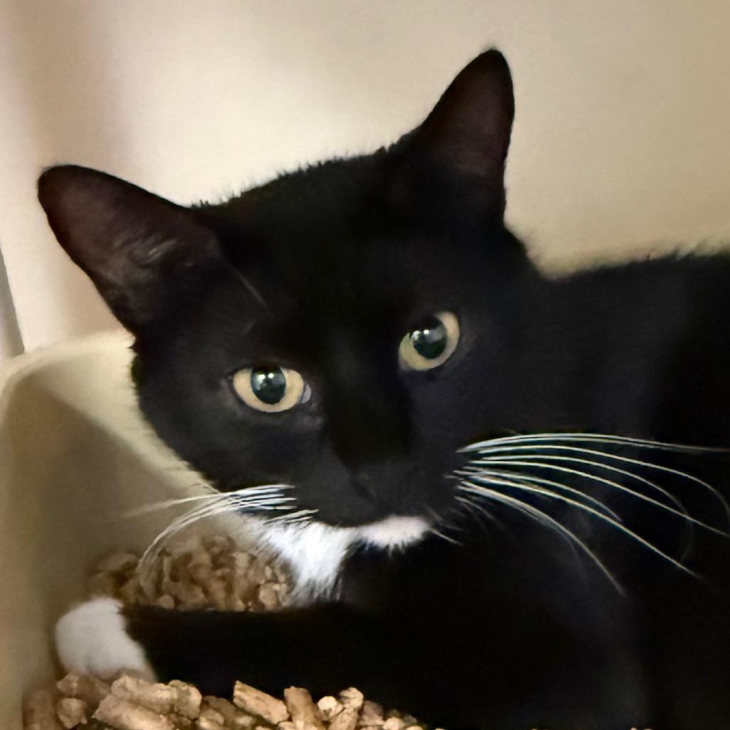 Enlarge Laguna, a Adoptable Domestic Short Hair in Cumming, GA image 1/3