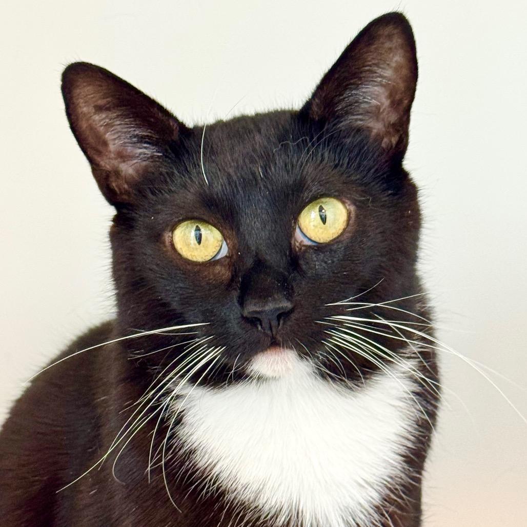 Enlarge Laguna, a Adoptable Domestic Short Hair in Cumming, GA image 2/3