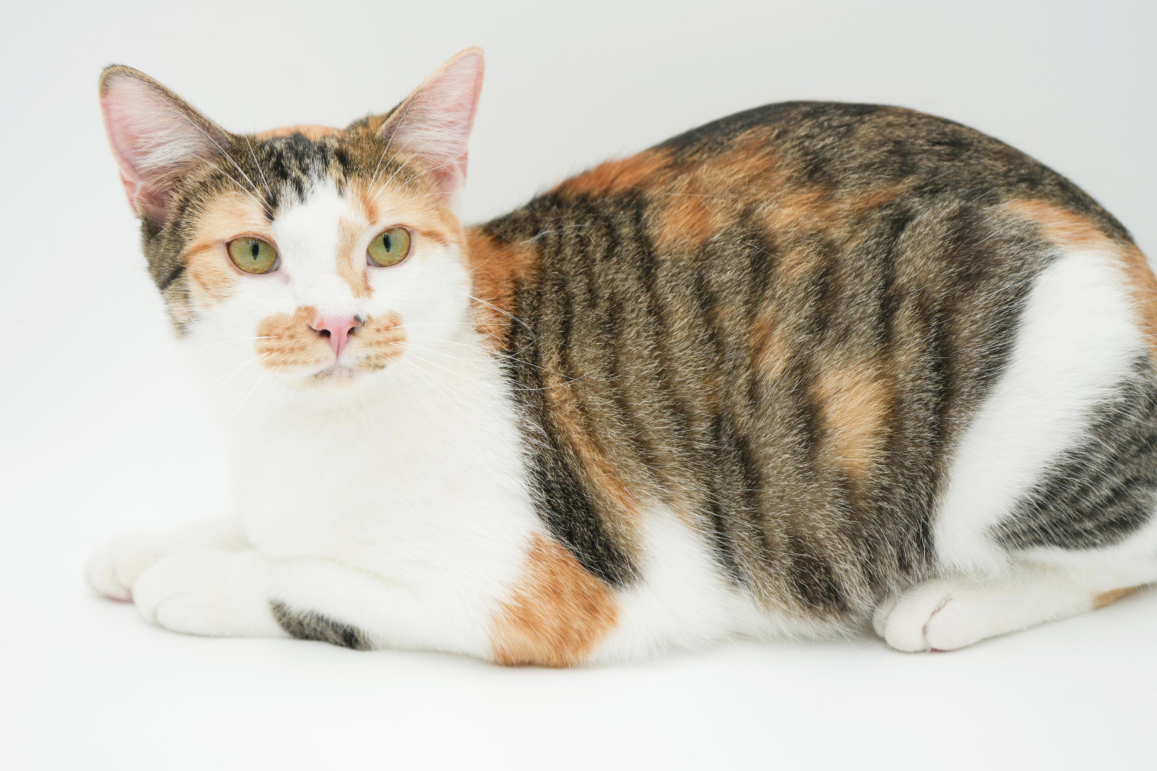 Enlarge Thumper is a rainbow love bug - doll doll doll!!  VIDEO too!  , an adoption pending mixed breed in Bedford Hills, NY image 2/6