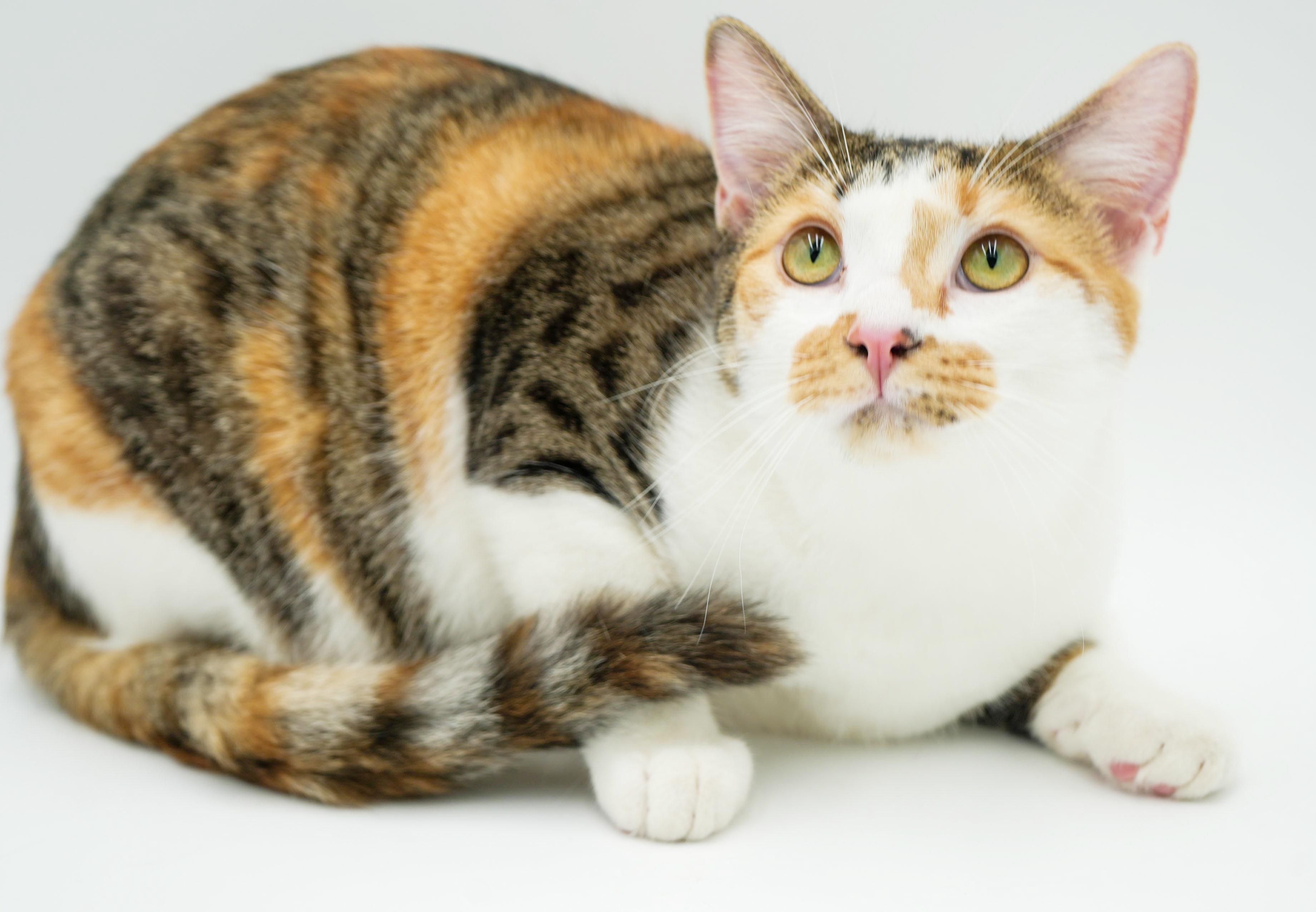 Enlarge Thumper is a rainbow love bug - doll doll doll!!  VIDEO too!  , an adoption pending mixed breed in Bedford Hills, NY image 4/6