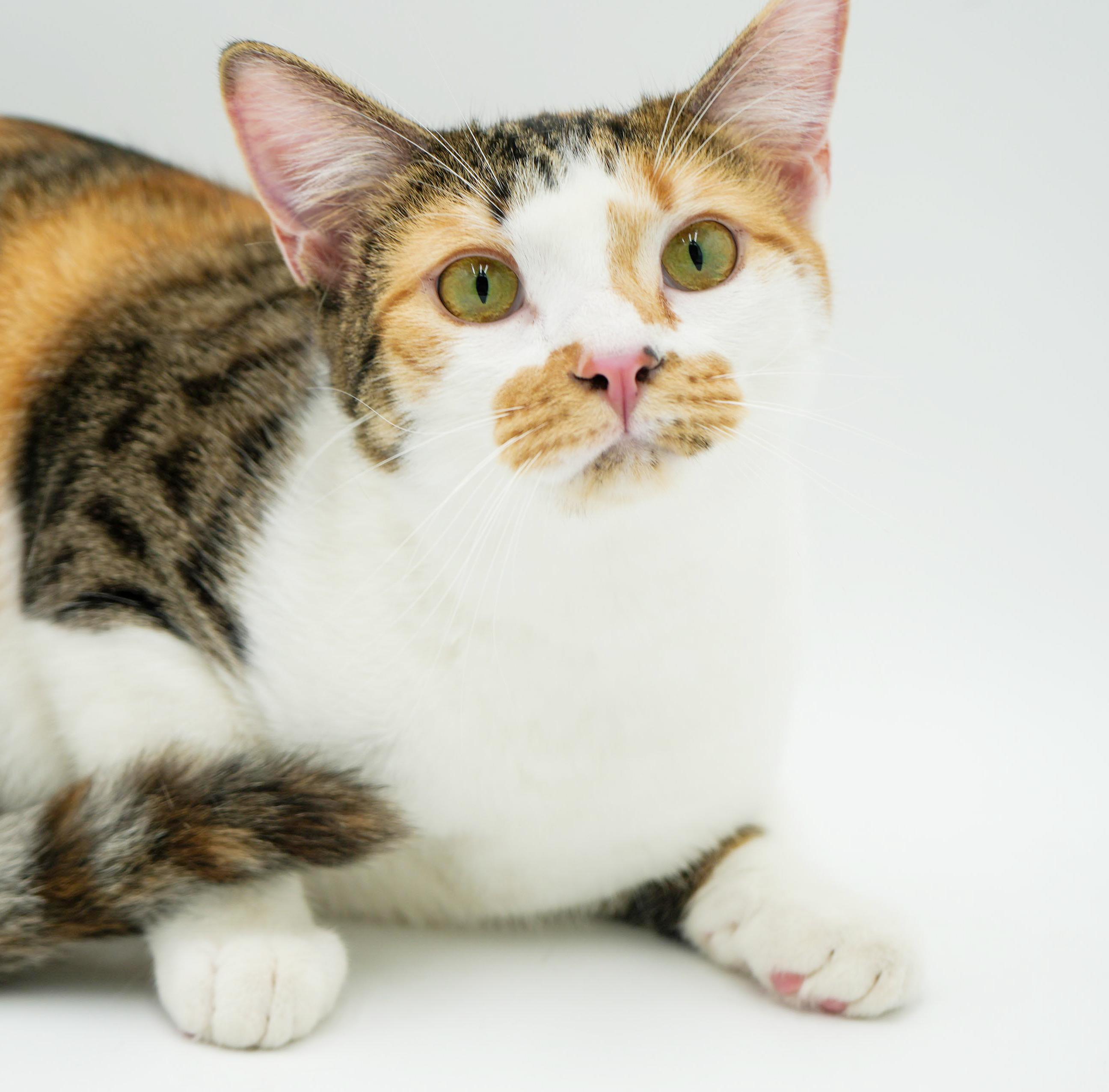 Enlarge Thumper is a rainbow love bug - doll doll doll!!  VIDEO too!  , an adoption pending mixed breed in Bedford Hills, NY image 1/6