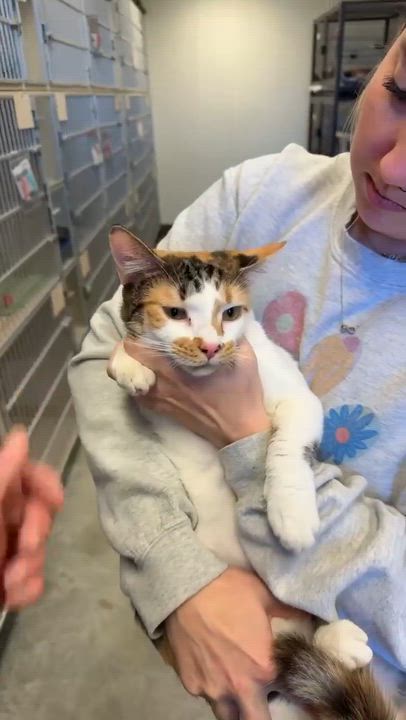 Enlarge Thumper is a rainbow love bug - doll doll doll!!  VIDEO too!  , an adoption pending mixed breed in Bedford Hills, NY video 3/6