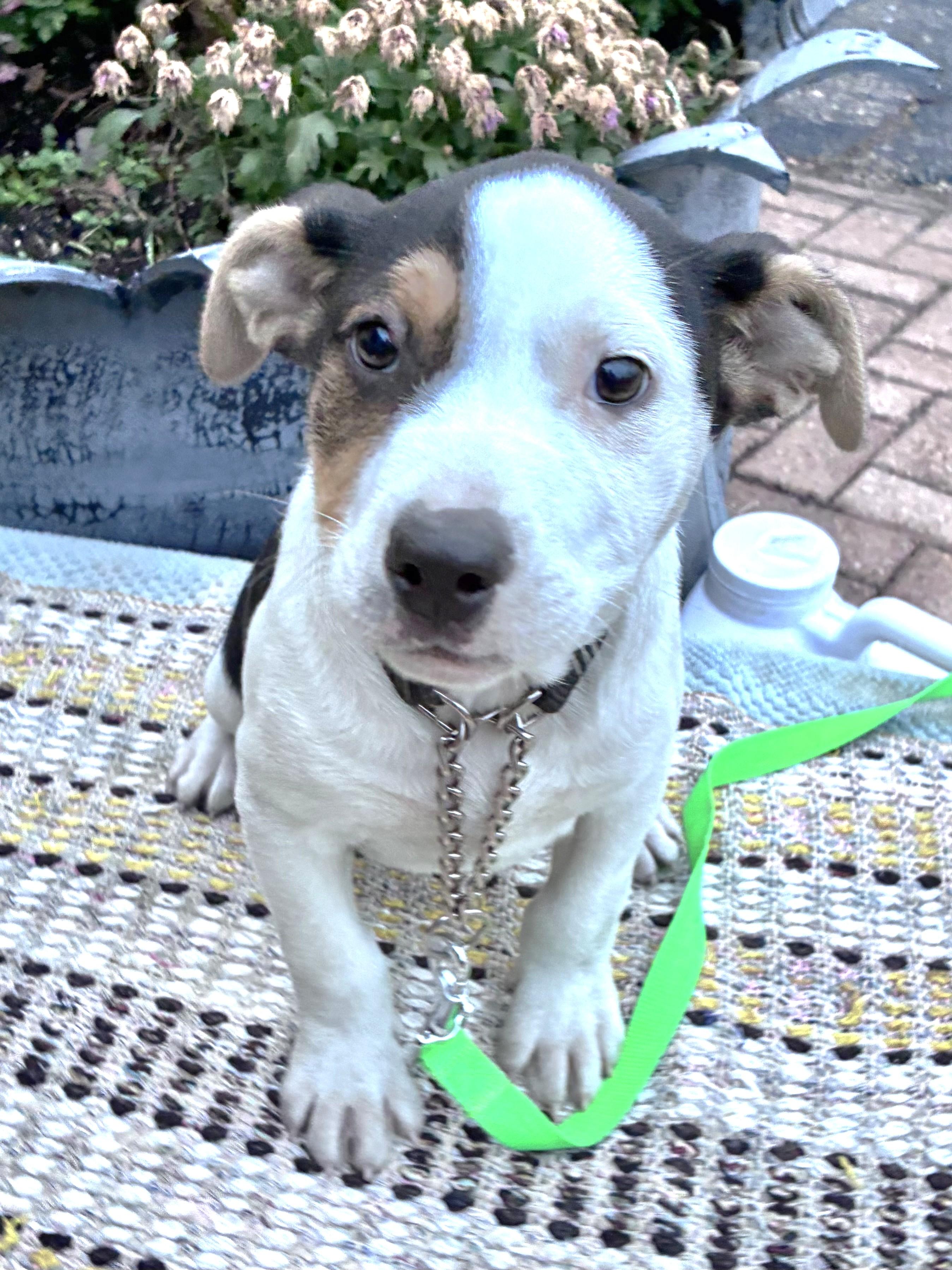 Tuxedo, Adoptable, Puppy Male Cattle Dog.