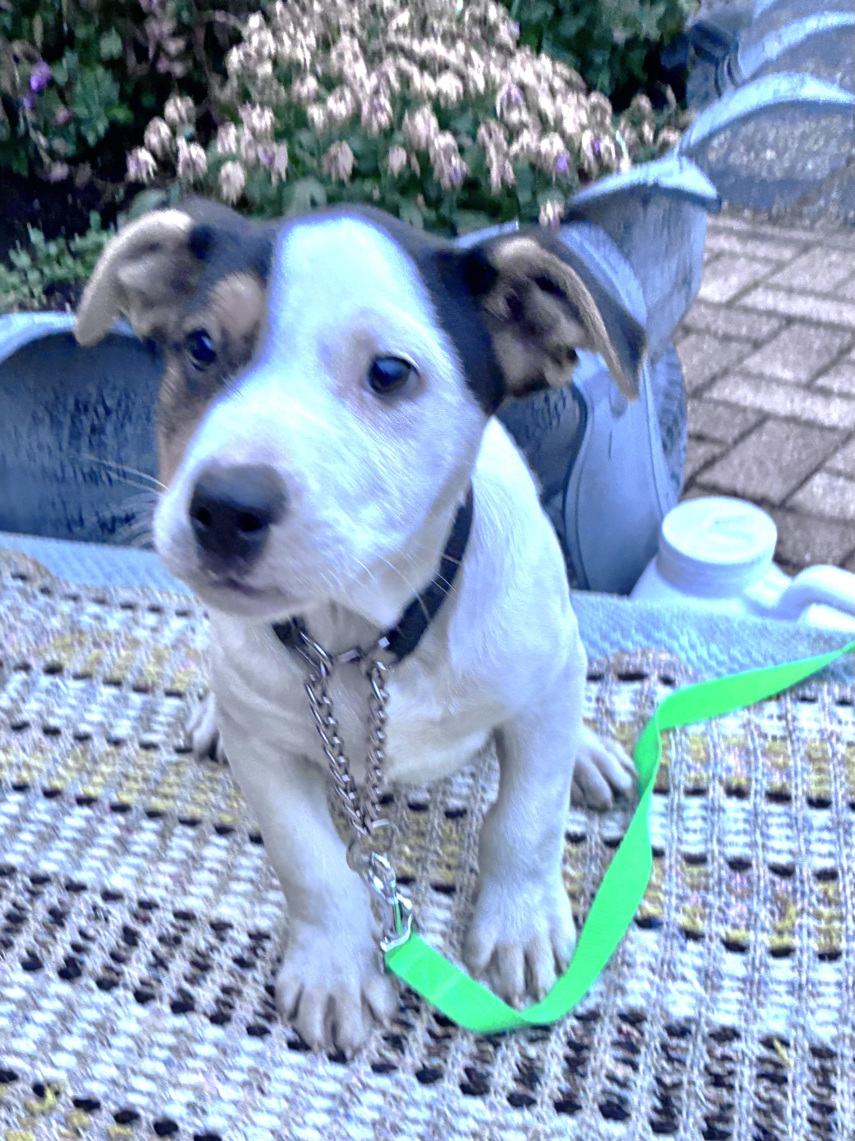Enlarge Tuxedo, an adopted mixed breed in West Chicago, IL image 2/3