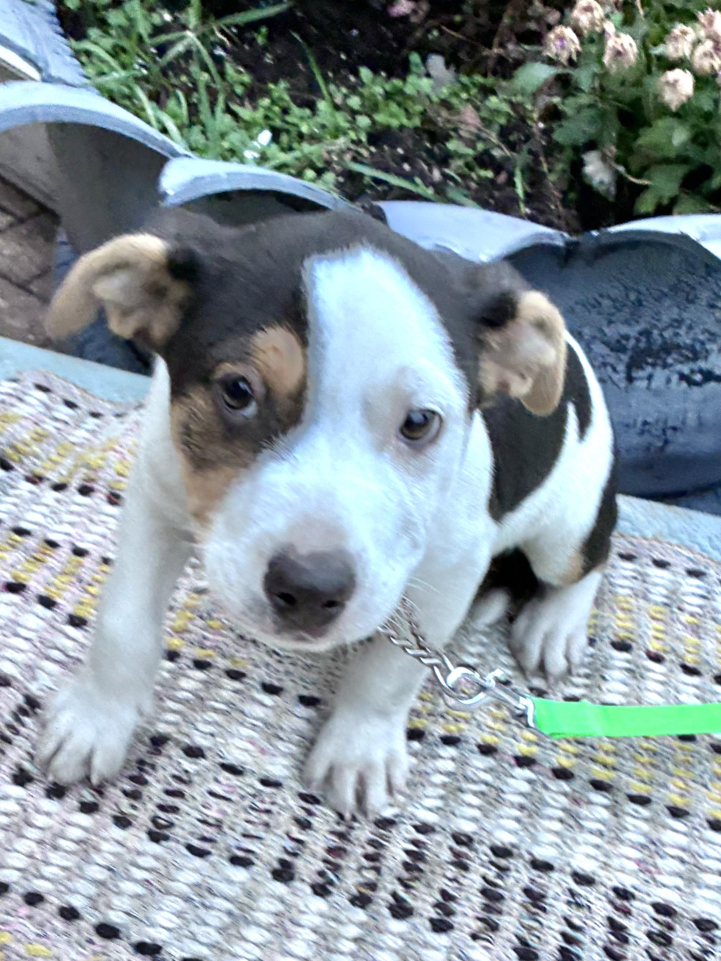 Enlarge Tuxedo, an adopted mixed breed in West Chicago, IL image 3/3