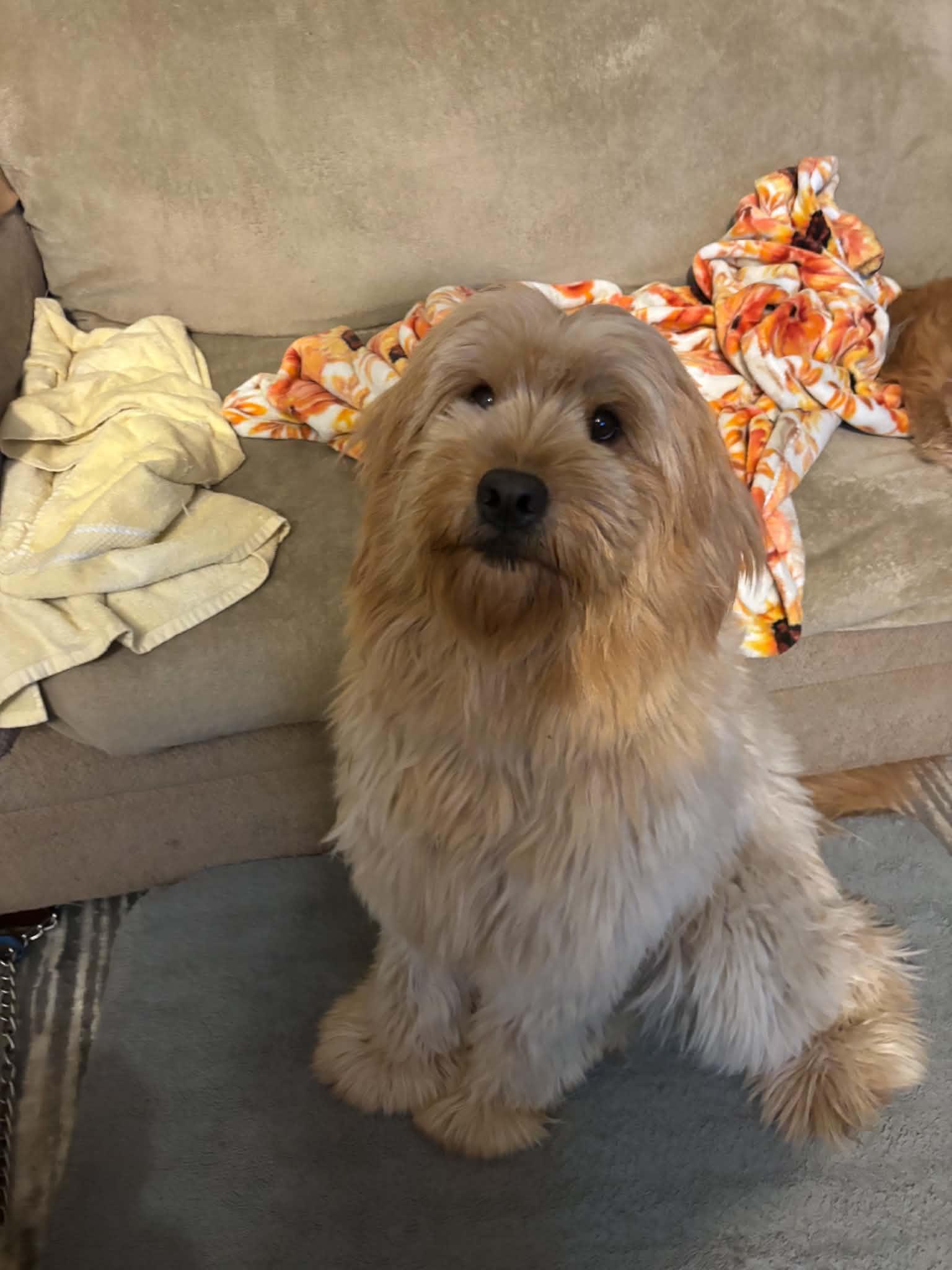 Princess, Adoptable, Young Female Golden Retriever & Poodle.