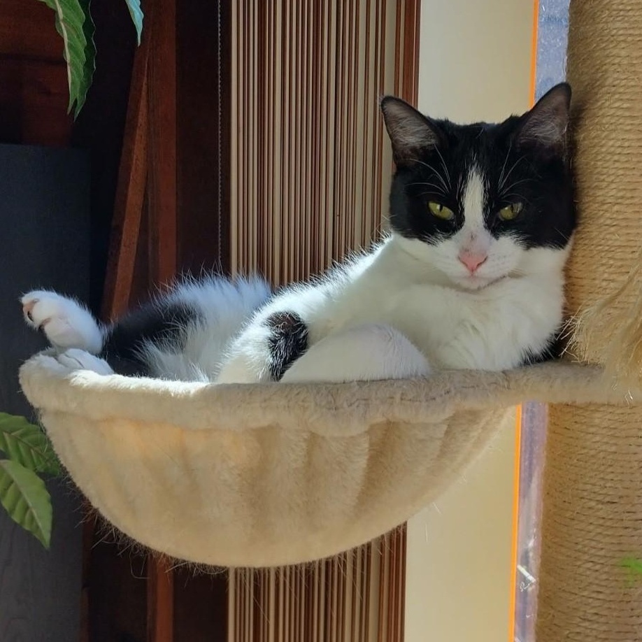 Enlarge Gherkin, a Adoptable mixed breed in Woodbury, NJ image 3/6