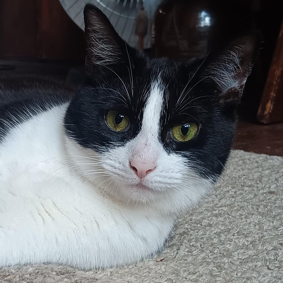 Gherkin, Adoptable, Kitten Female Domestic Short Hair.
