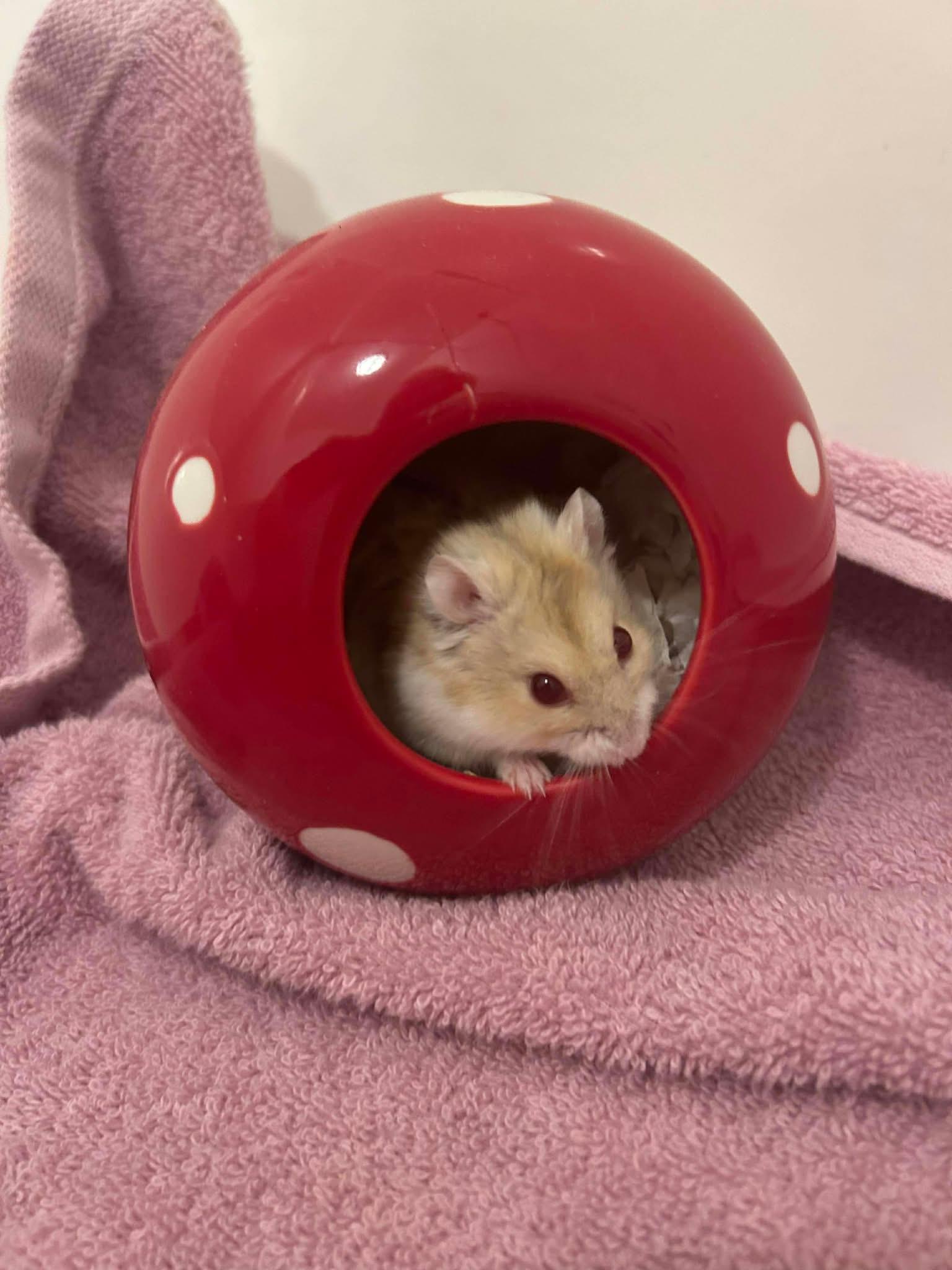 Tortilla, ADOPTABLE, Adult Male Dwarf Hamster.