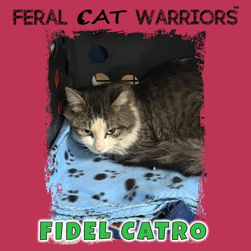 Fidel Catro, Adoptable, Adult Male Domestic Short Hair.