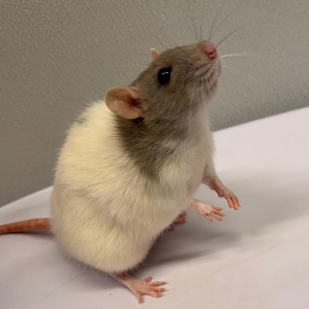 Enlarge Nizmo, a Adoptable Rat in Tampa, FL image 1/3