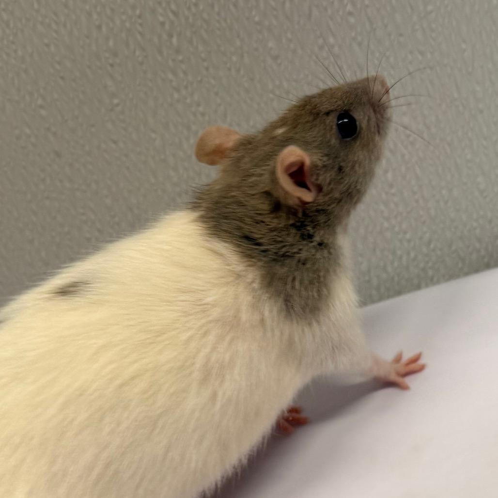 Enlarge Nizmo, a Adoptable Rat in Tampa, FL image 2/3