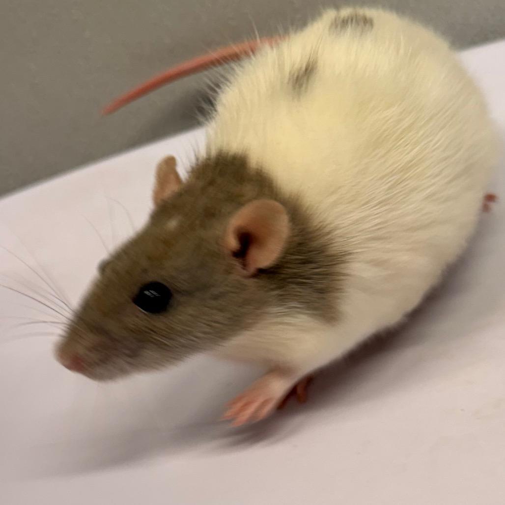 Enlarge Nizmo, a Adoptable Rat in Tampa, FL image 3/3