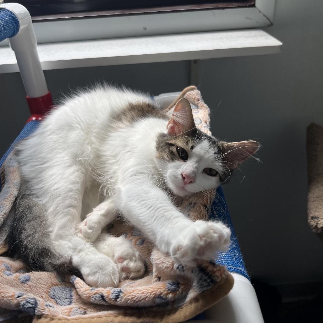 Irving, a Adoptable Domestic Medium Hair in Rock Falls, IL image 1/3