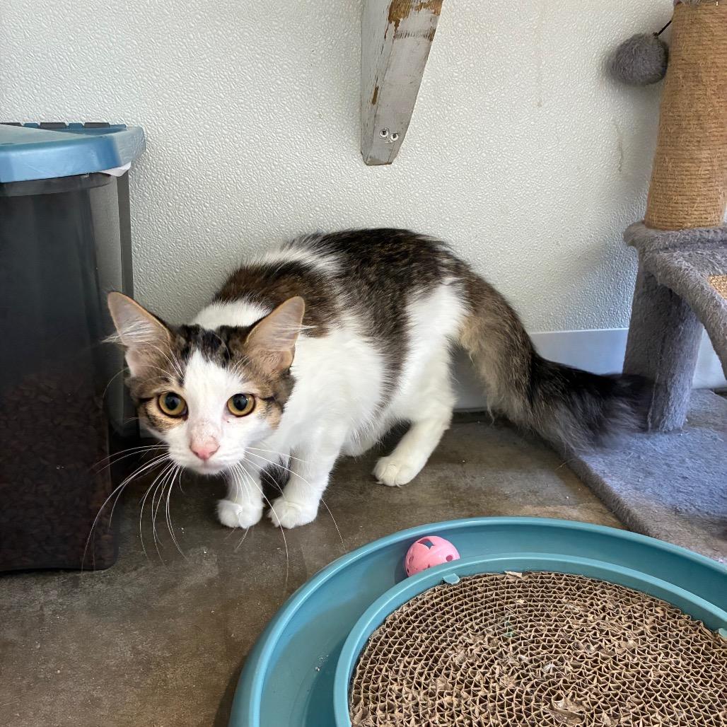 Irving, a Adoptable Domestic Medium Hair in Rock Falls, IL image 2/3