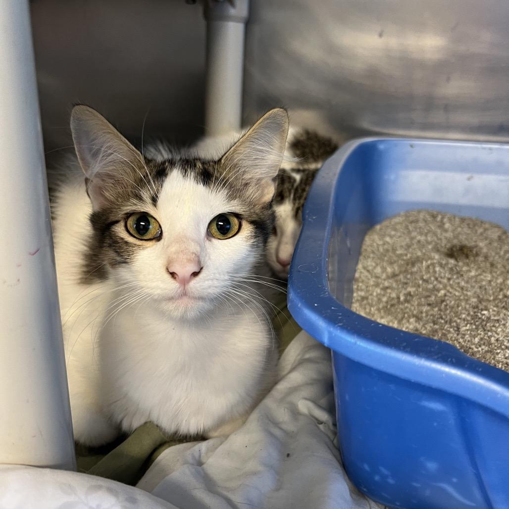 Irving, a Adoptable Domestic Medium Hair in Rock Falls, IL image 3/3