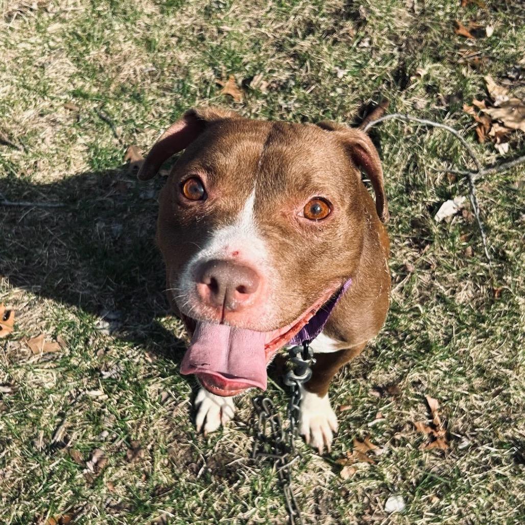 Aster, a Adoptable Pit Bull Terrier in Valparaiso, IN image 1/6