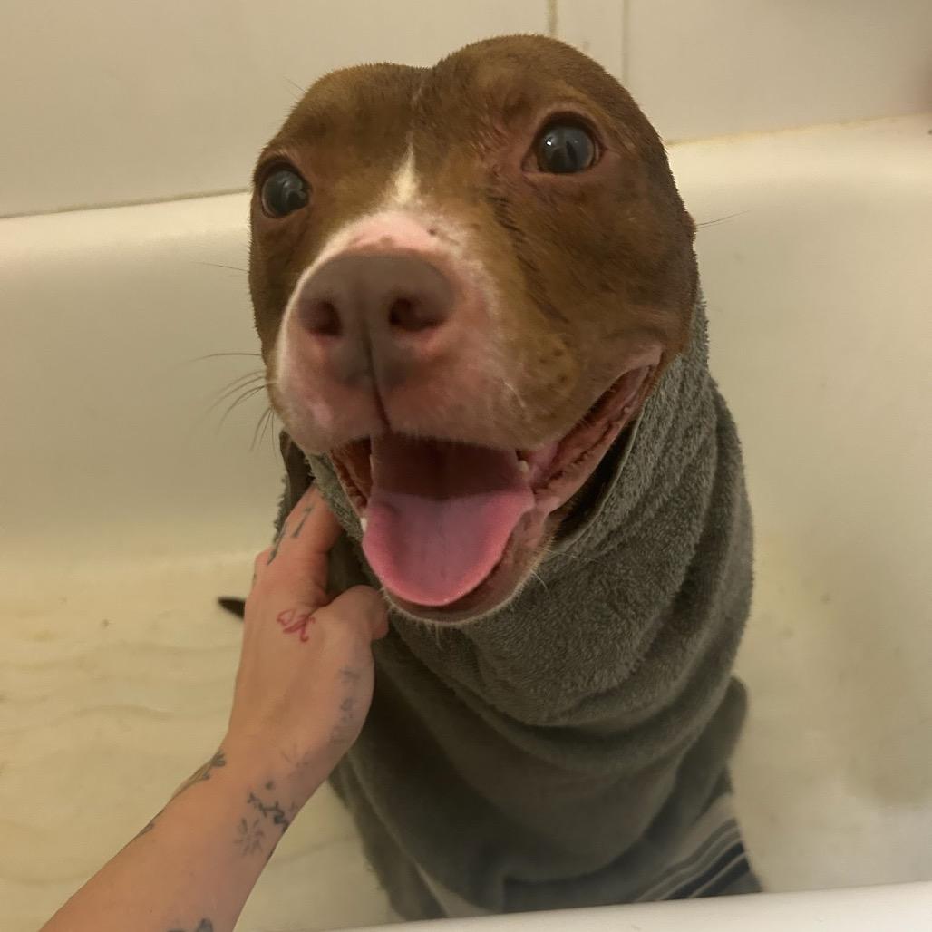 Enlarge Aster, a Adoptable Pit Bull Terrier in Valparaiso, IN image 3/6