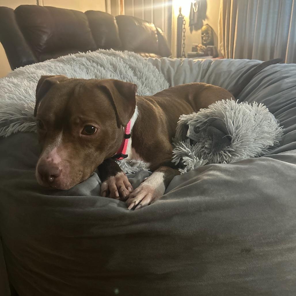 Enlarge Aster, a Adoptable Pit Bull Terrier in Valparaiso, IN image 4/6