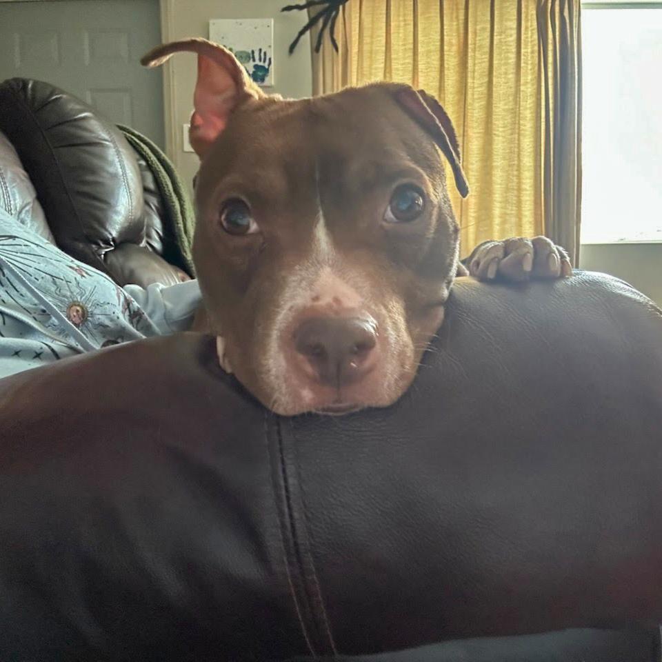 Enlarge Aster, a Adoptable Pit Bull Terrier in Valparaiso, IN image 1/6