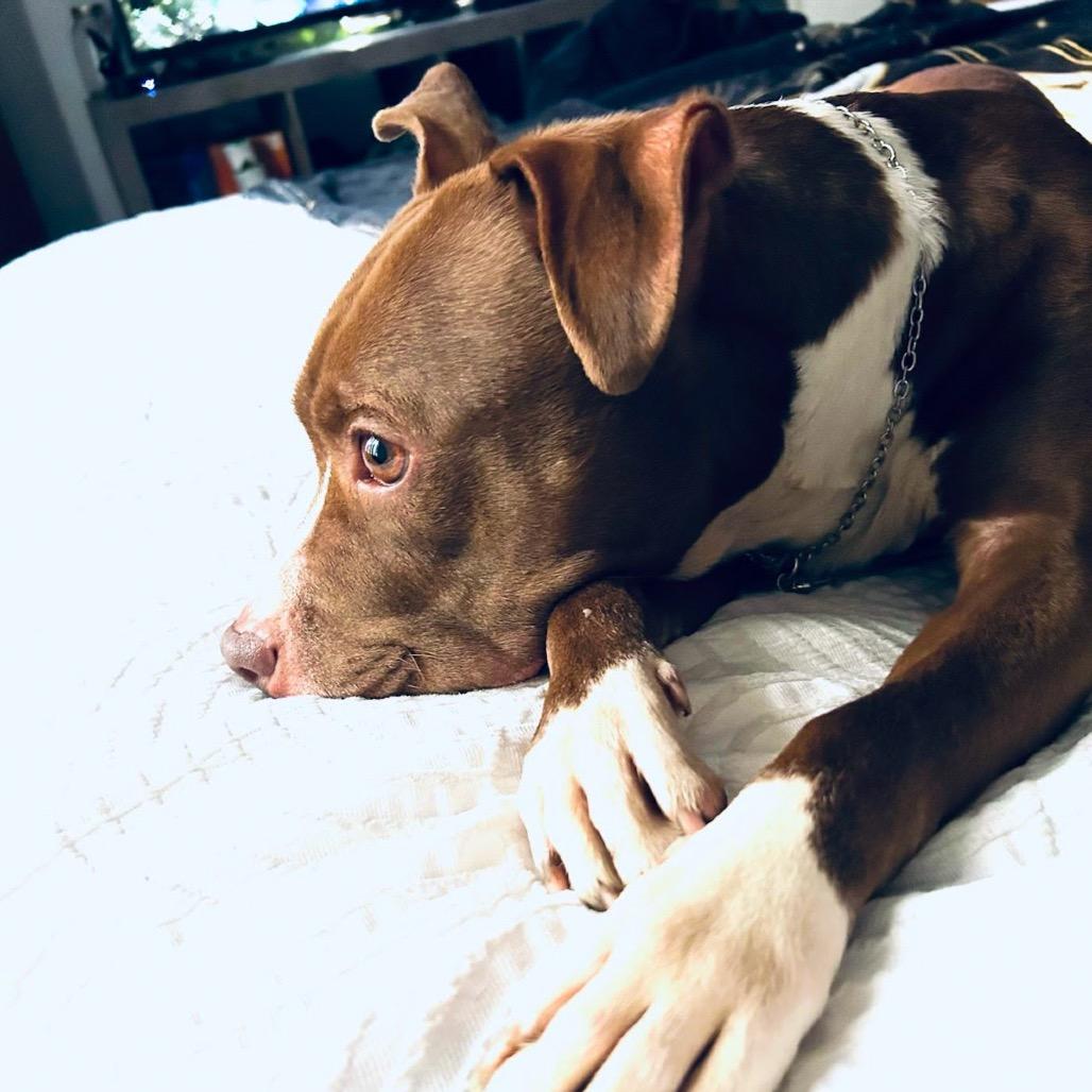 Enlarge Aster, a Adoptable Pit Bull Terrier in Valparaiso, IN image 2/3