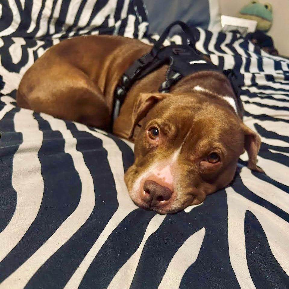 Enlarge Aster, a Adoptable Pit Bull Terrier in Valparaiso, IN image 2/6