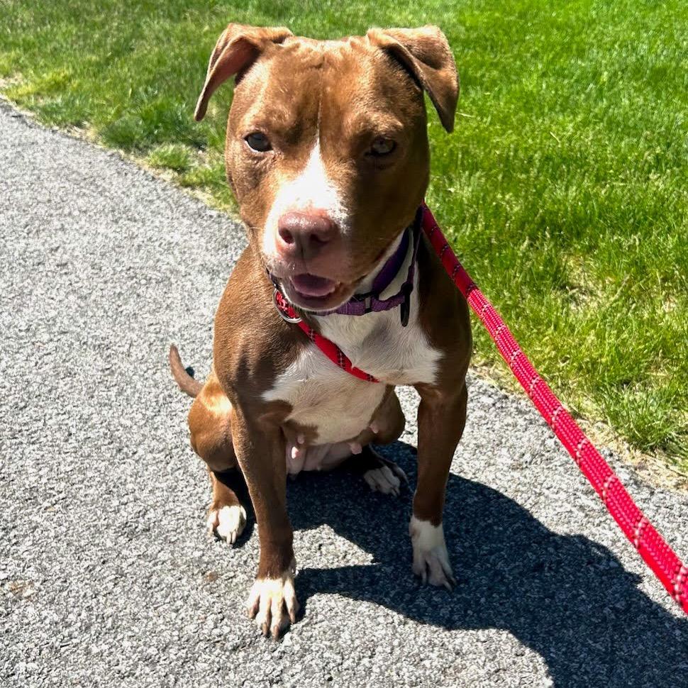 Enlarge Aster, a Adoptable Pit Bull Terrier in Valparaiso, IN image 3/3
