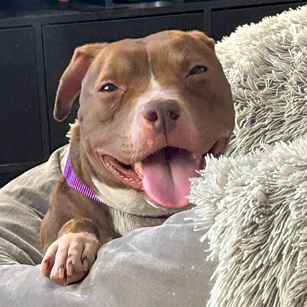 Enlarge Aster, a Adoptable Pit Bull Terrier in Valparaiso, IN image 5/6