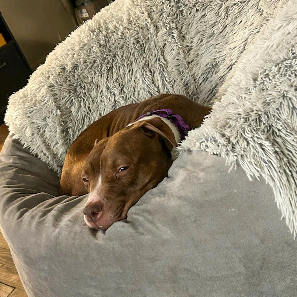 Enlarge Aster, a Adoptable Pit Bull Terrier in Valparaiso, IN image 6/6