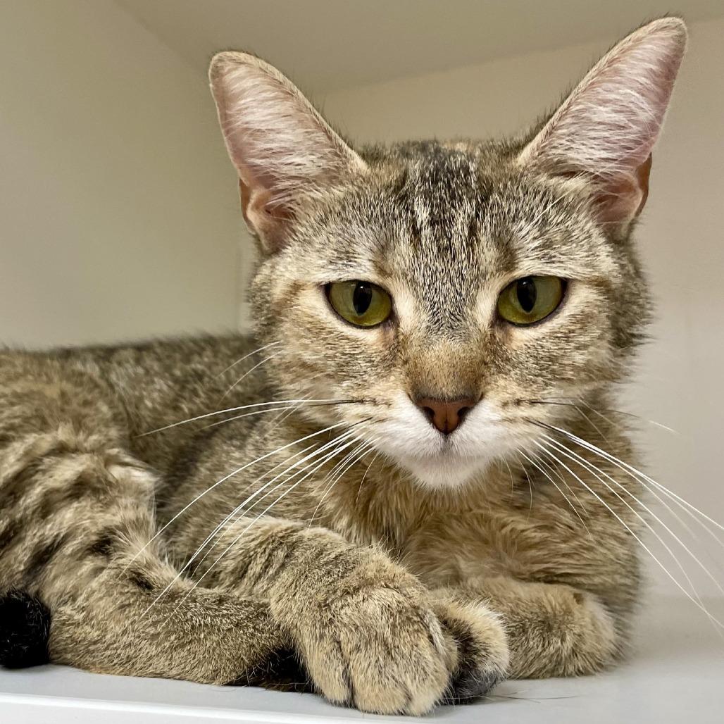 Demi, Adoptable, Young Female Domestic Short Hair.