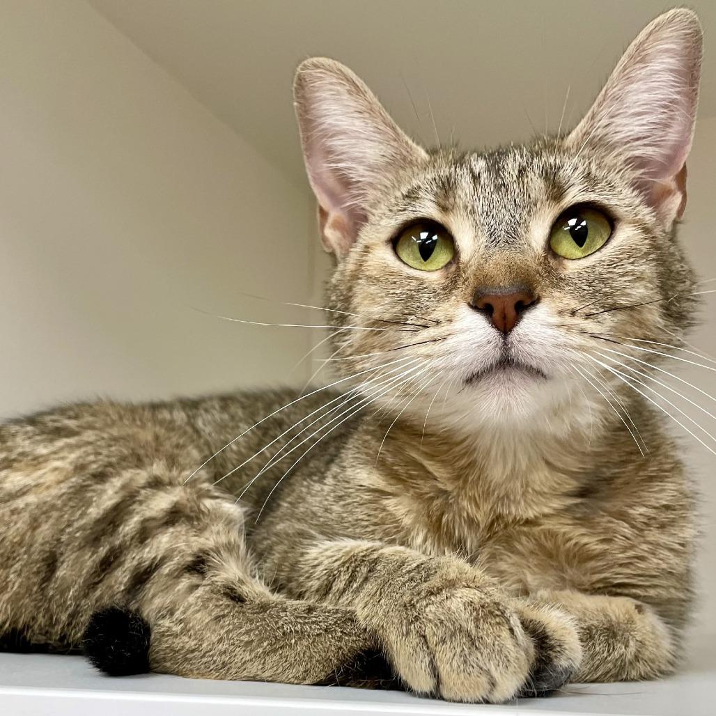 Demi, a Adoptable Domestic Short Hair in Champaign, IL image 2/3