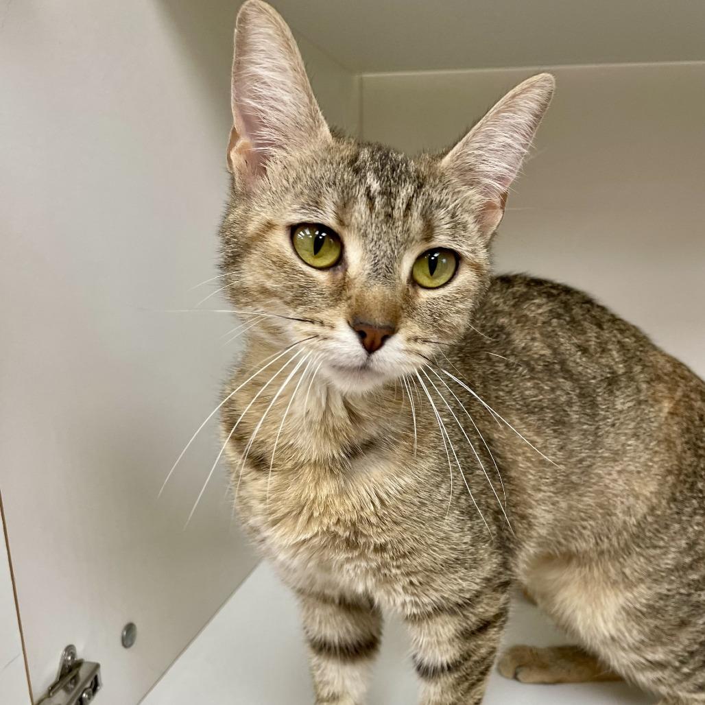 Demi, a Adoptable Domestic Short Hair in Champaign, IL image 3/3