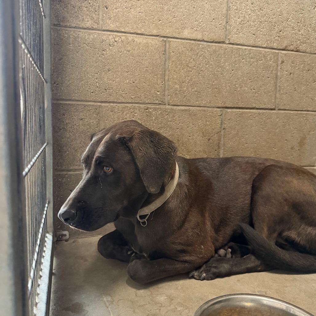 Smurf, Adoptable, Adult Female Chocolate Labrador Retriever.