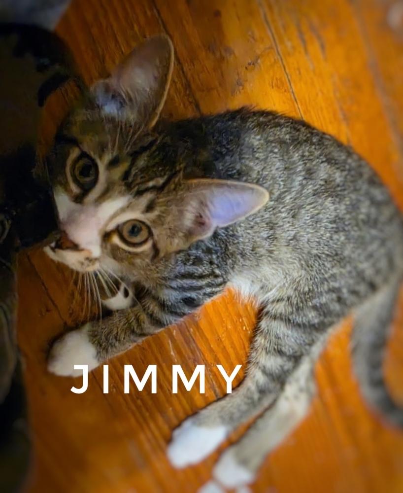 Jimmy, Adoptable, Kitten Male Domestic Short Hair & Tabby.