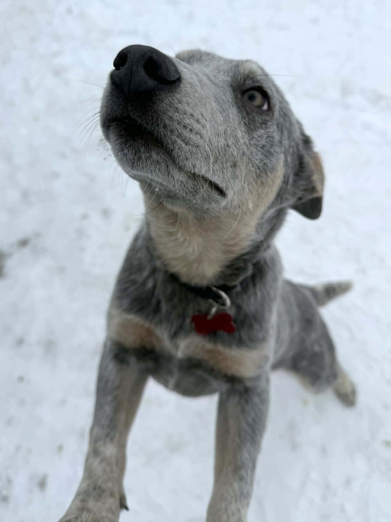 Enlarge Waldorf, a Adoptable mixed breed in Onalaska, WI image 1/6