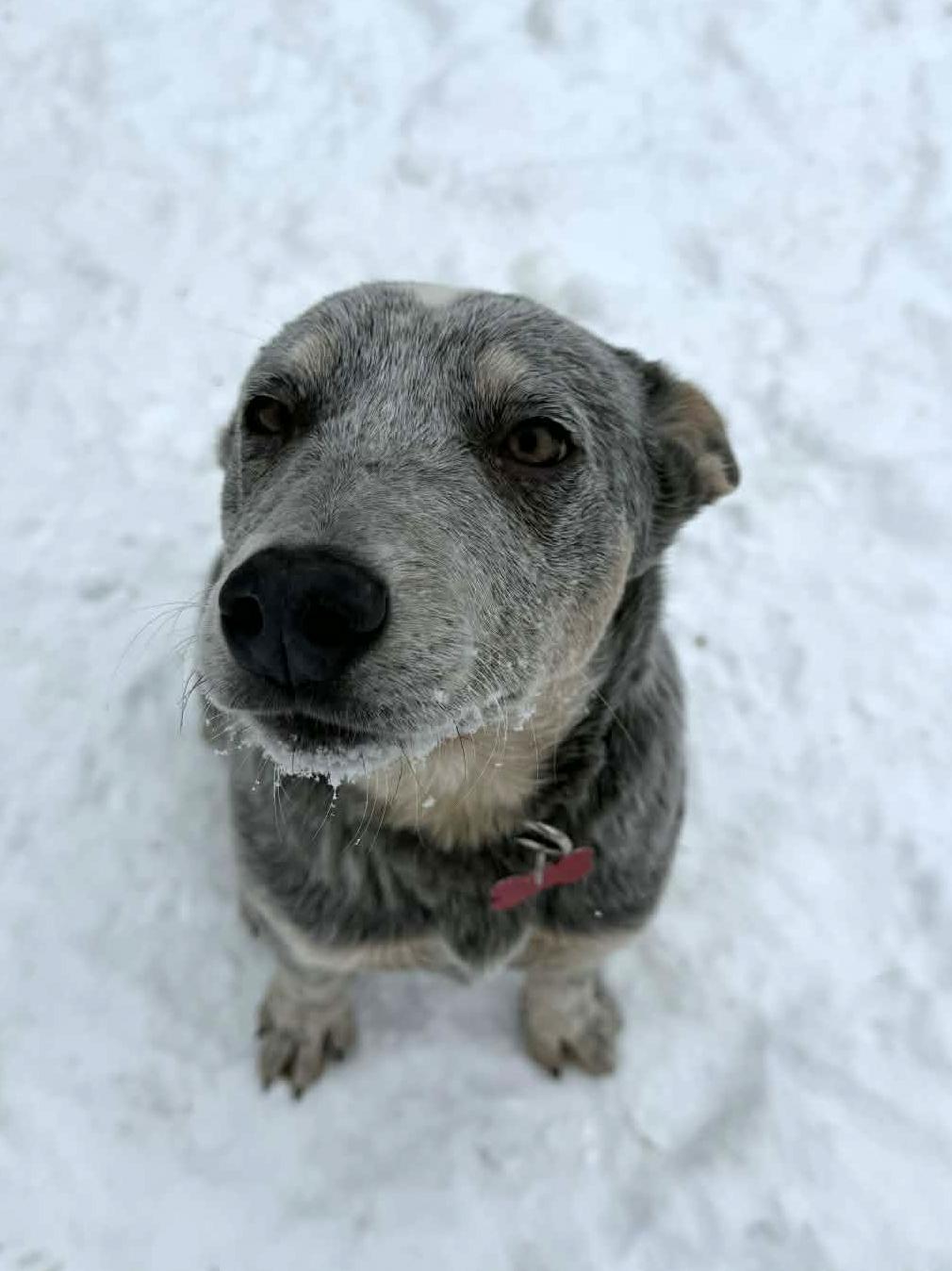Waldorf, Adoptable, Young Male Australian Cattle Dog / Blue Heeler.