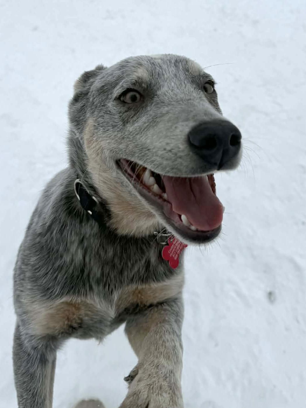 Enlarge Waldorf, a Adoptable mixed breed in Onalaska, WI image 3/6