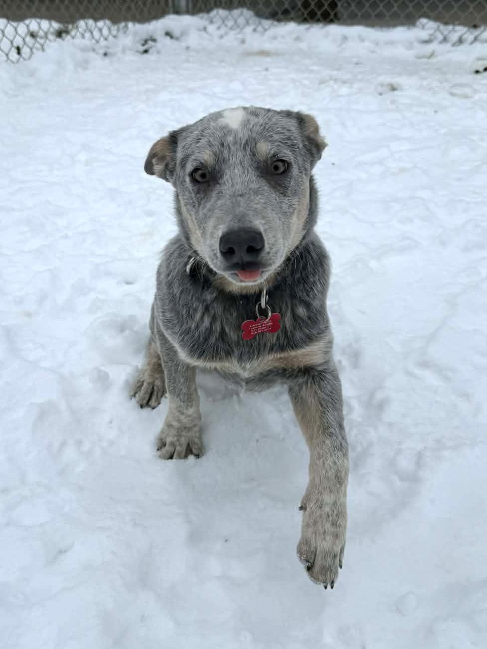 Enlarge Waldorf, a Adoptable mixed breed in Onalaska, WI image 4/6