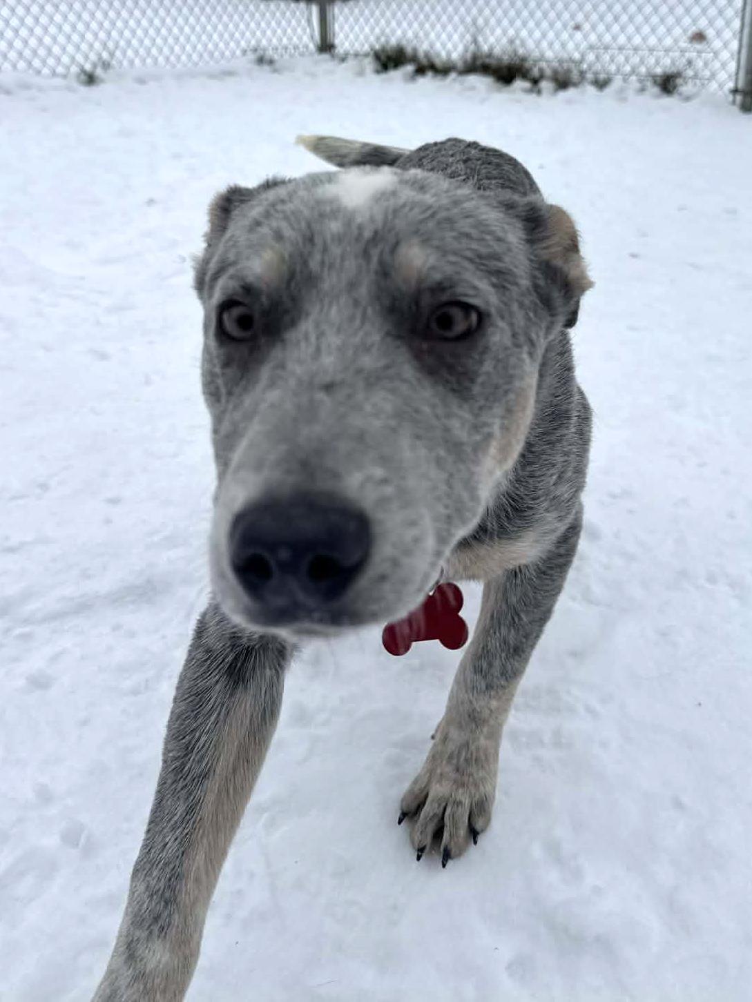 Enlarge Waldorf, a Adoptable mixed breed in Onalaska, WI image 5/6