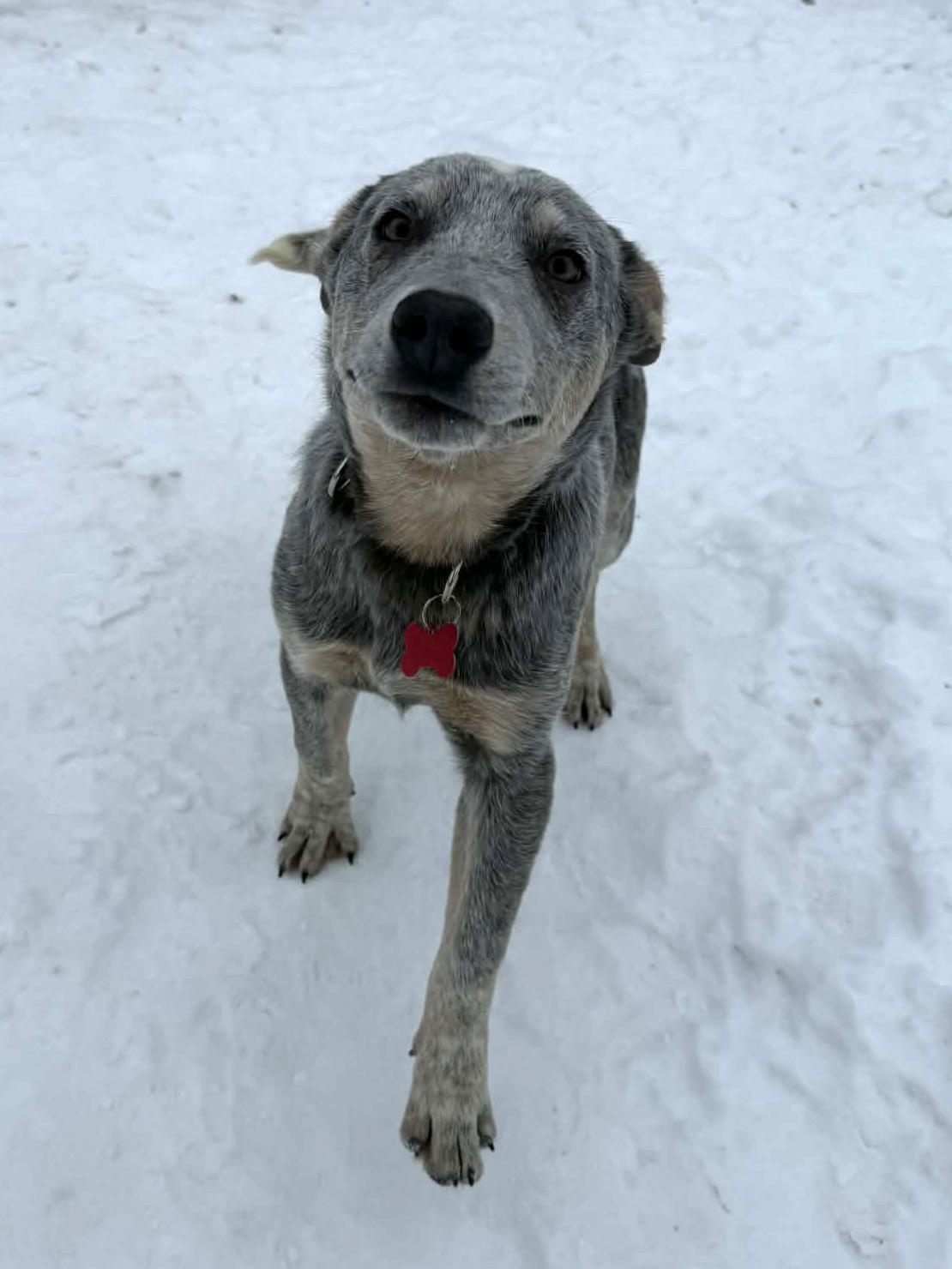 Enlarge Waldorf, a Adoptable mixed breed in Onalaska, WI image 6/6