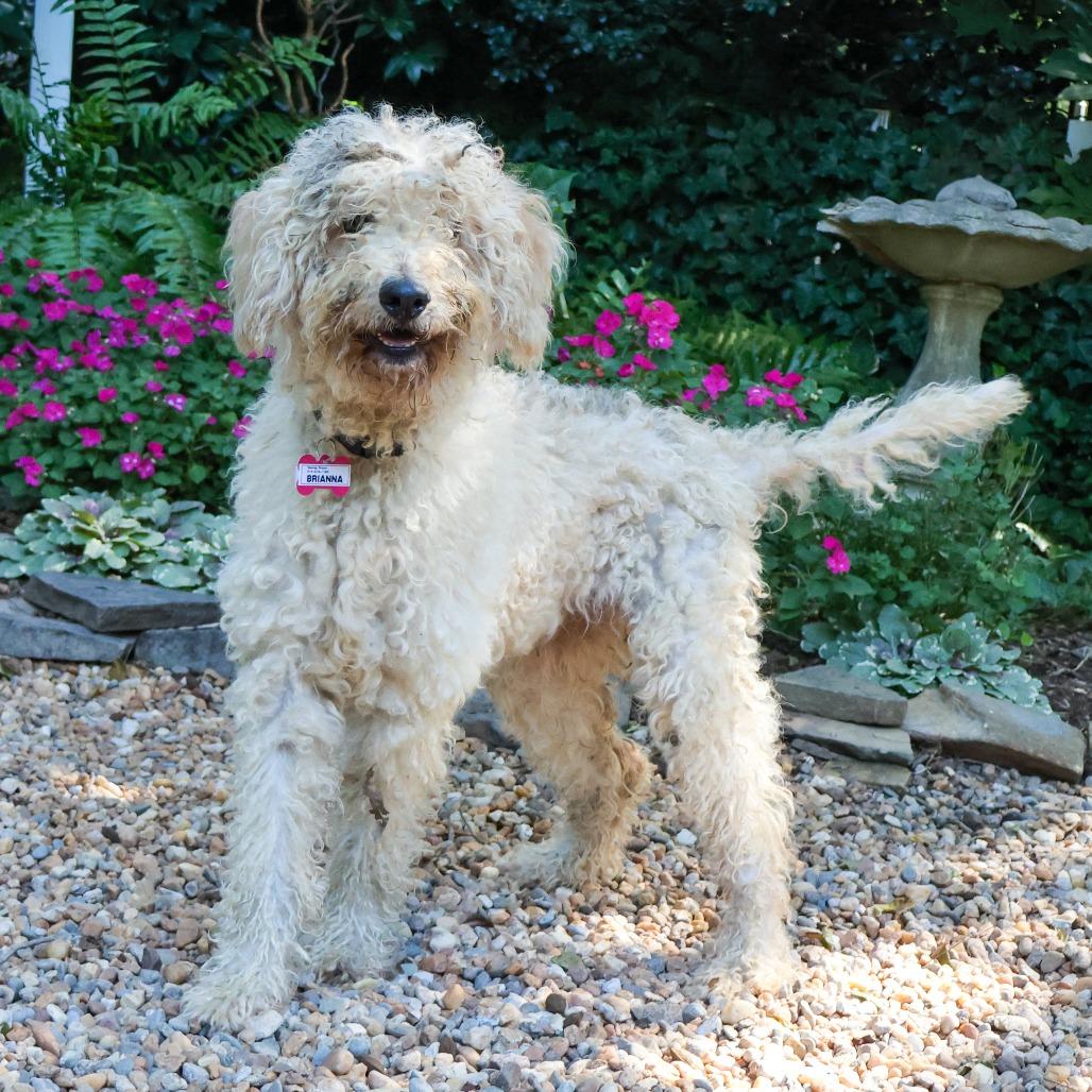 Enlarge Brianna, a Adoptable Poodle in Wake Forest, NC image 1/4