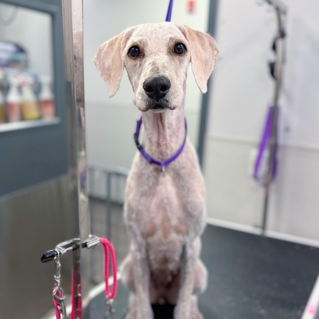 Enlarge Brianna, a Adoptable Poodle in Wake Forest, NC image 2/4