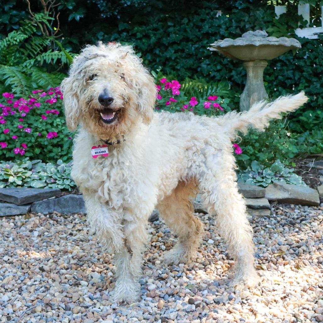 Enlarge Brianna, a Adoptable Poodle in Wake Forest, NC image 3/4